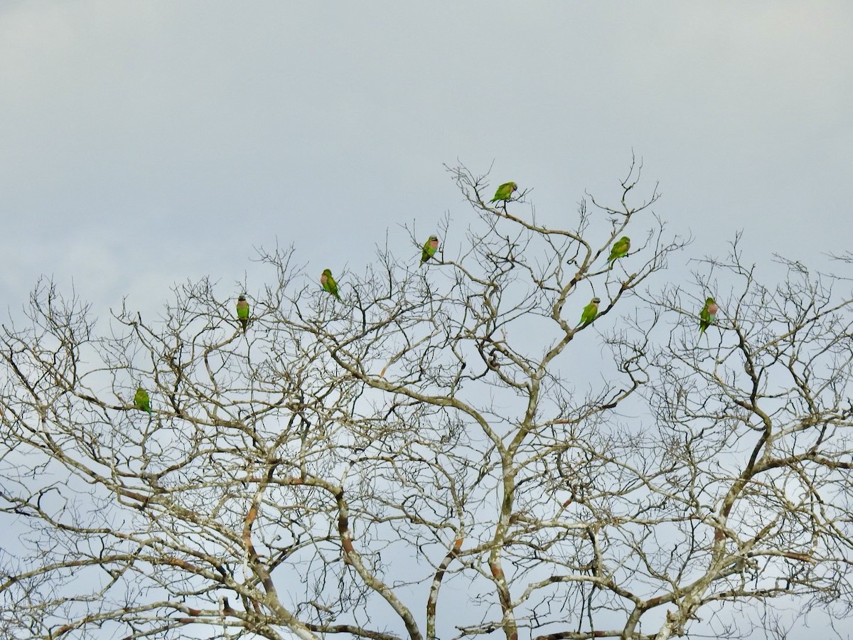 Red-breasted Parakeet - ML645388671