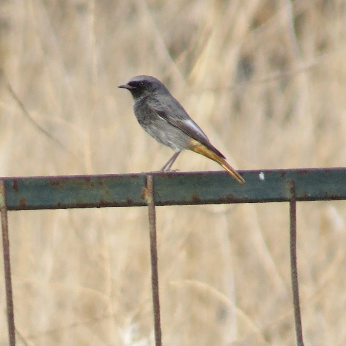 Black Redstart - ML645388706