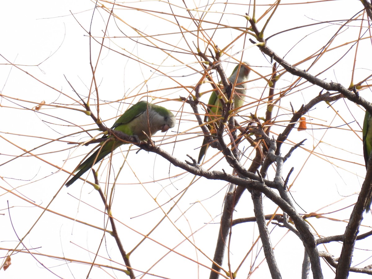 Mönchssittich - ML645388716