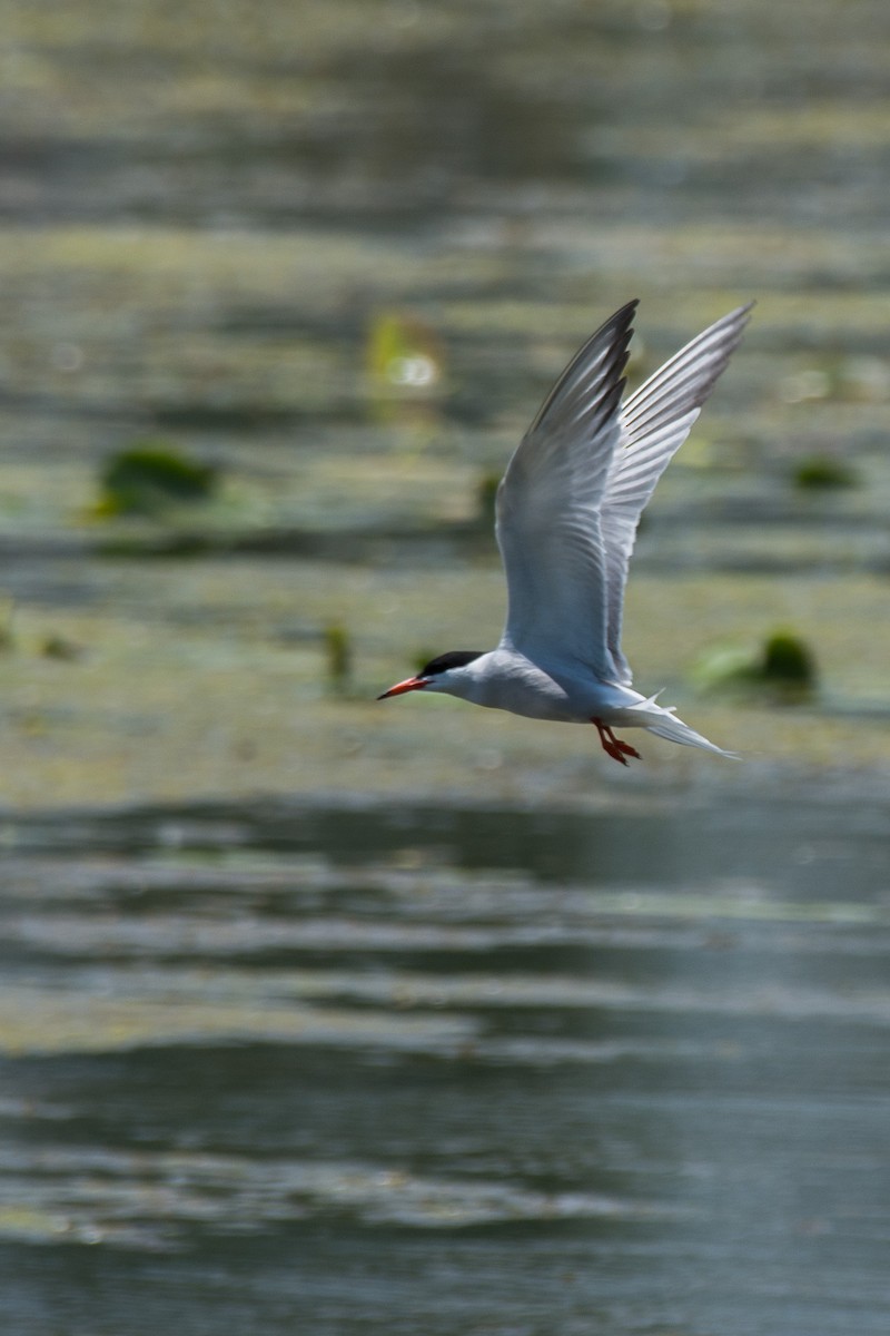 Common Tern - ML645388722