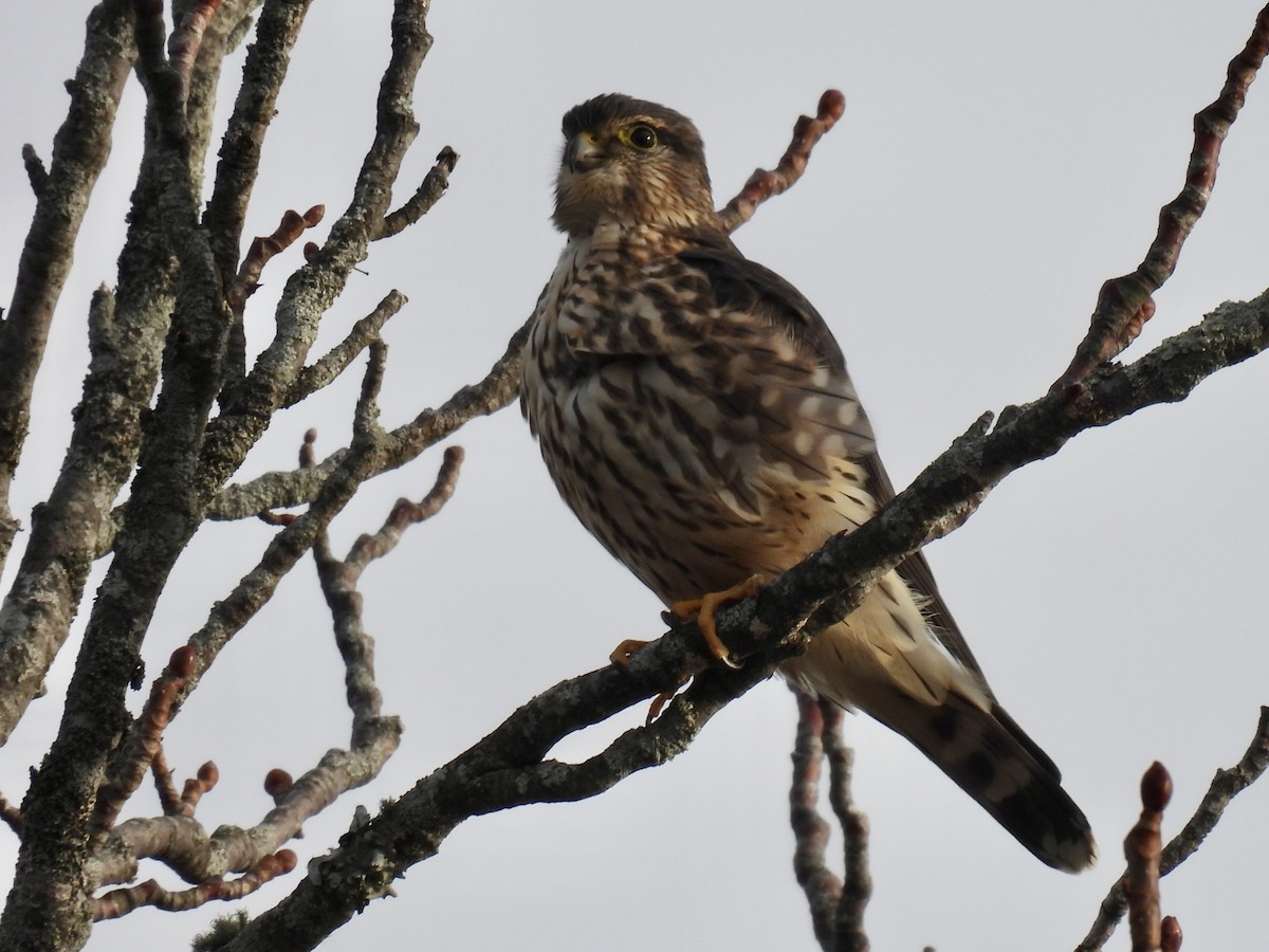 dřemlík tundrový - ML645388736