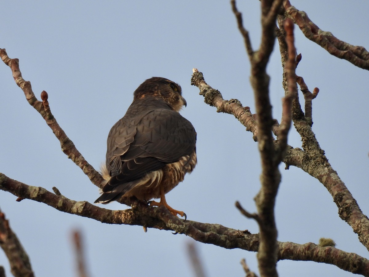 dřemlík tundrový - ML645388737