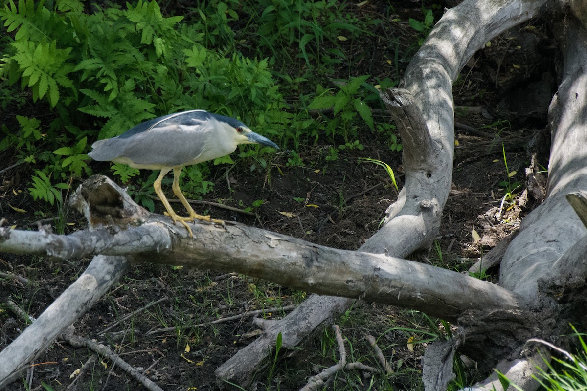 Nitticora - ML645388739