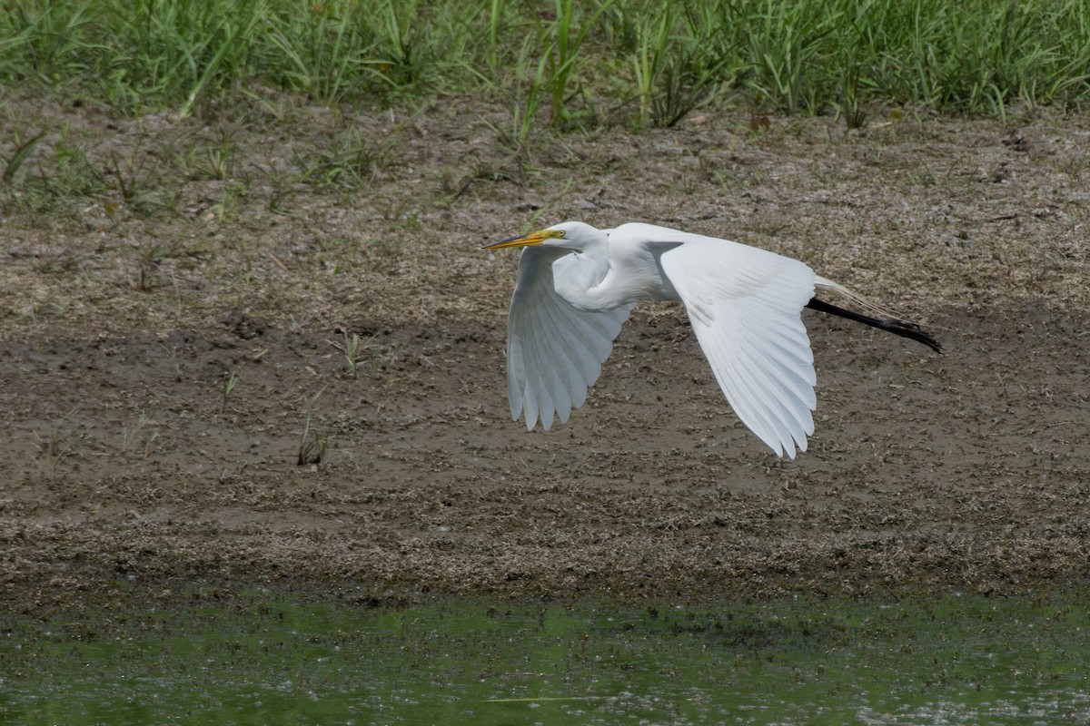 Airone bianco maggiore - ML645388744