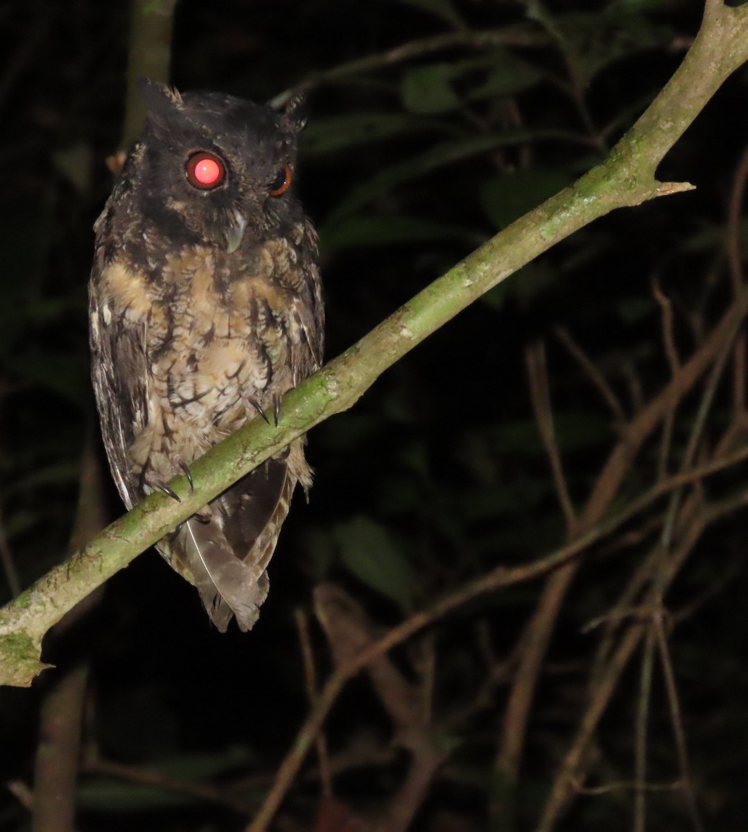Tawny-bellied Screech-Owl - ML645388748