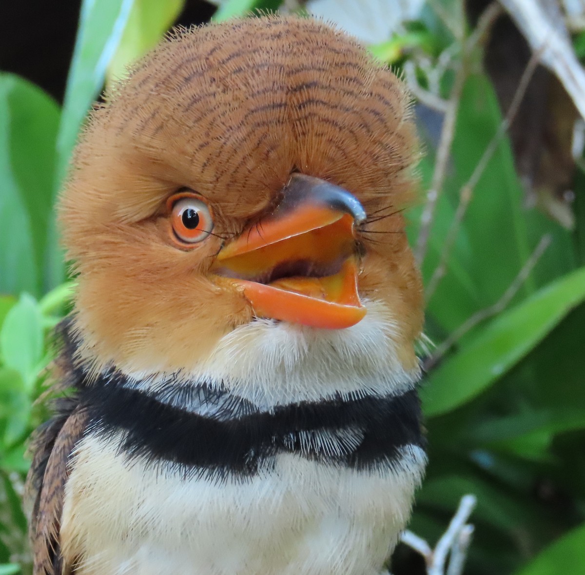 Collared Puffbird - ML645388759