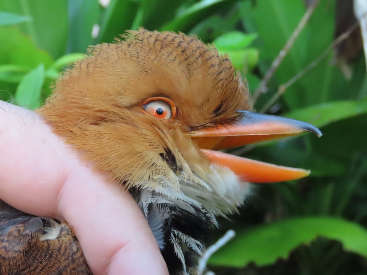 Collared Puffbird - ML645388771