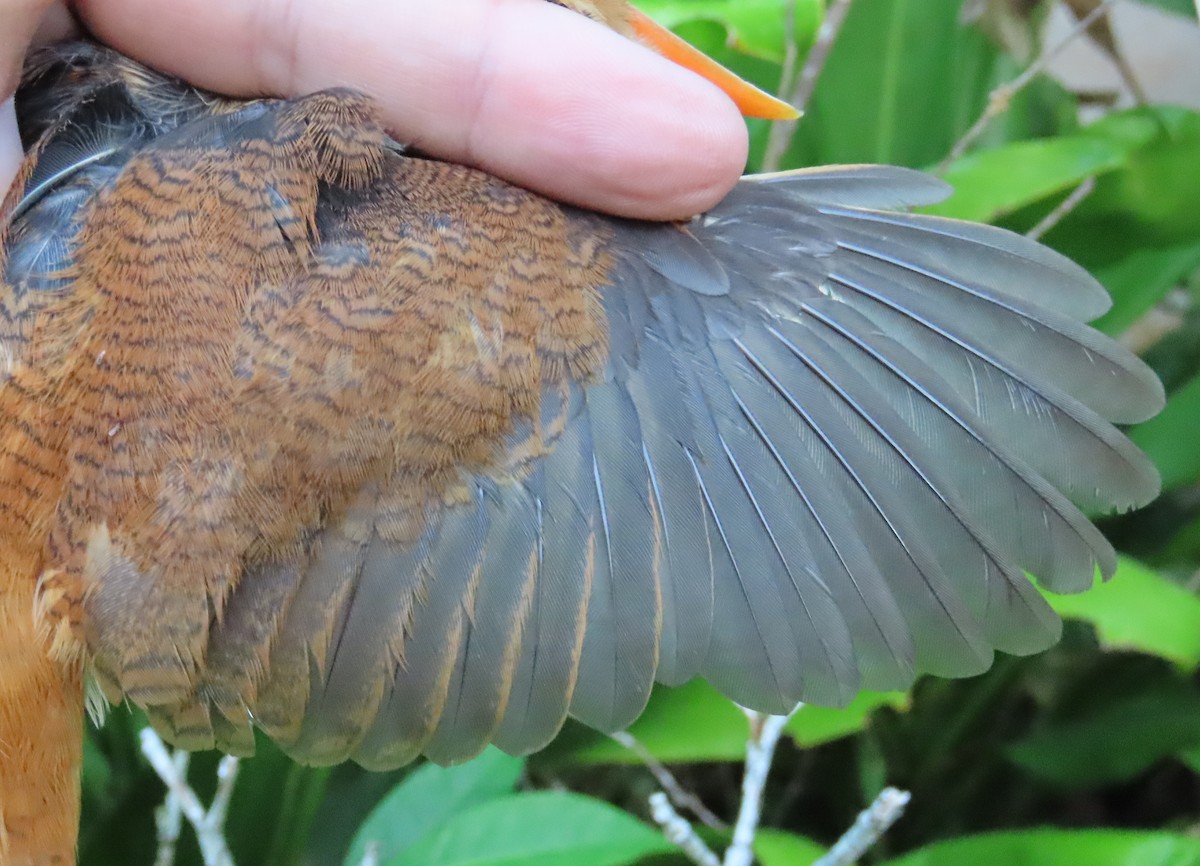 Collared Puffbird - ML645388774