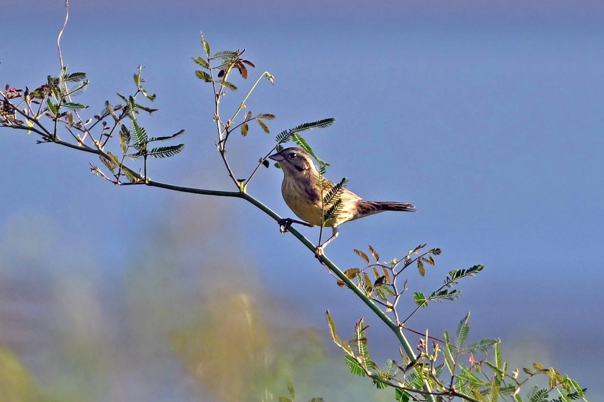Вівсянка лучна - ML645388781