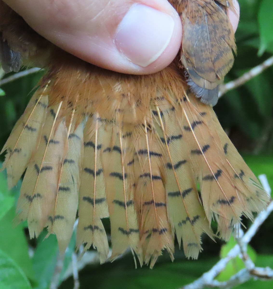 Collared Puffbird - ML645388789