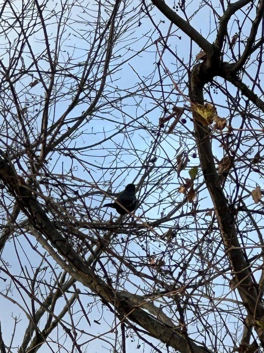 Rusty Blackbird - ML645388794