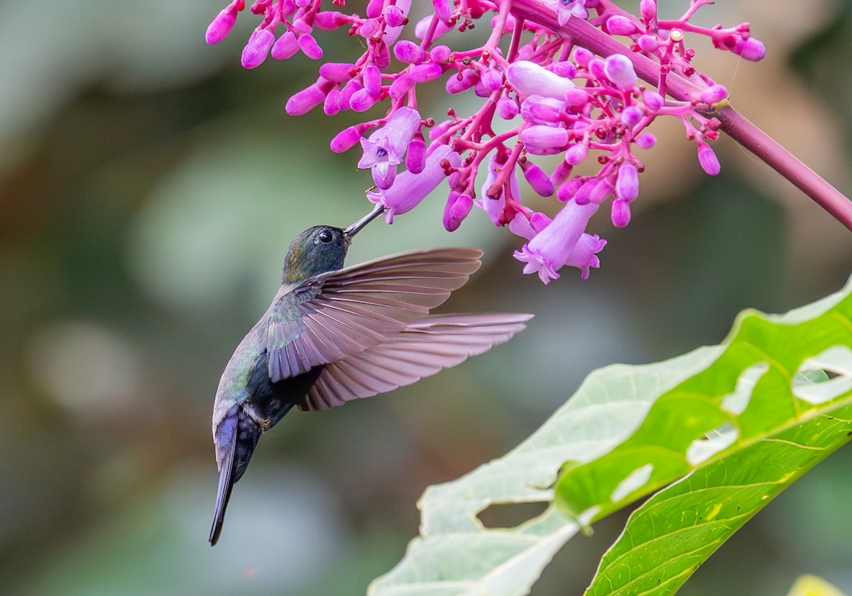 Blue-fronted Lancebill - ML645388795