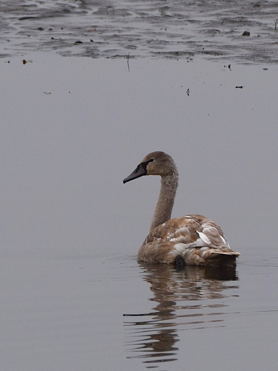 疣鼻天鵝 - ML645388801