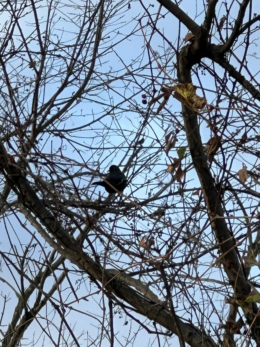 Rusty Blackbird - ML645388814