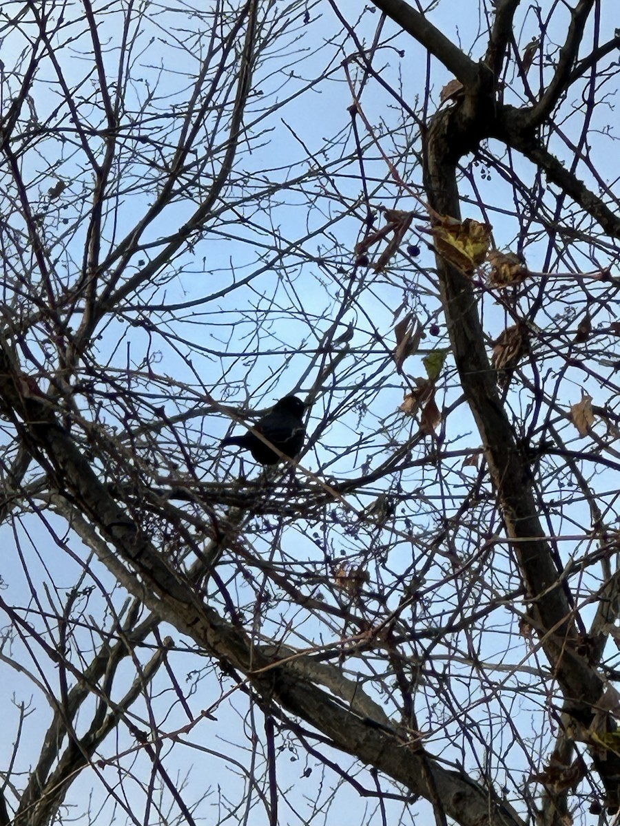 Rusty Blackbird - ML645388822
