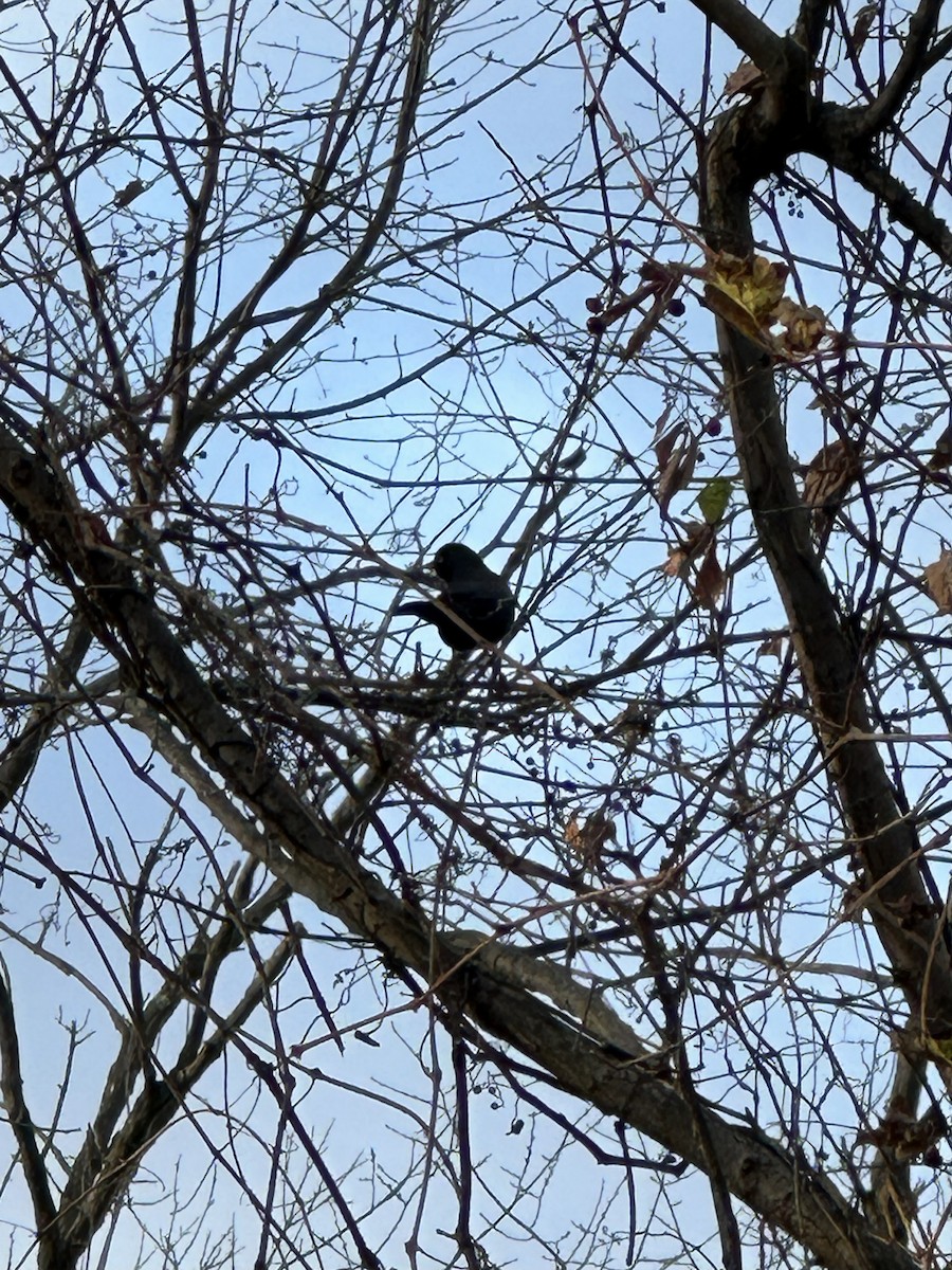 Rusty Blackbird - ML645388832