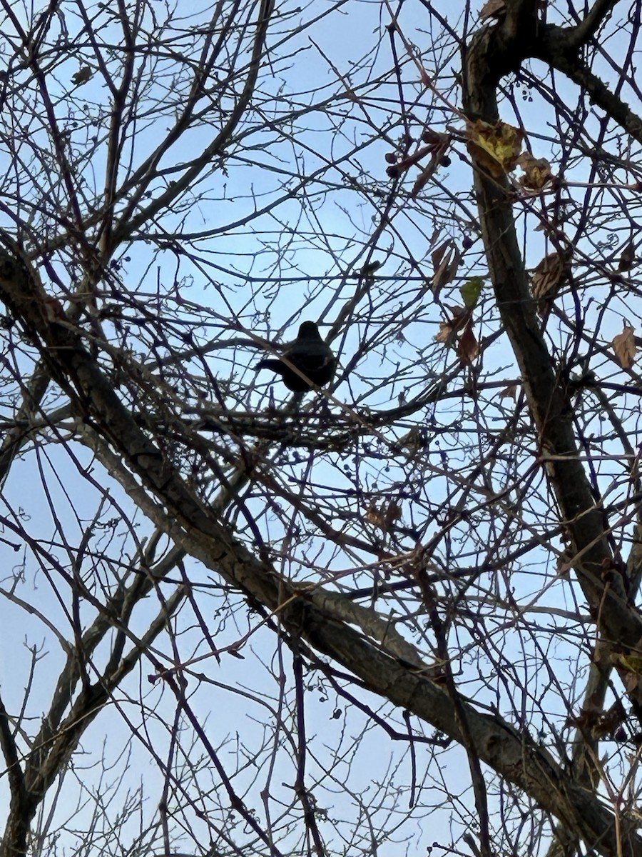 Rusty Blackbird - ML645388840