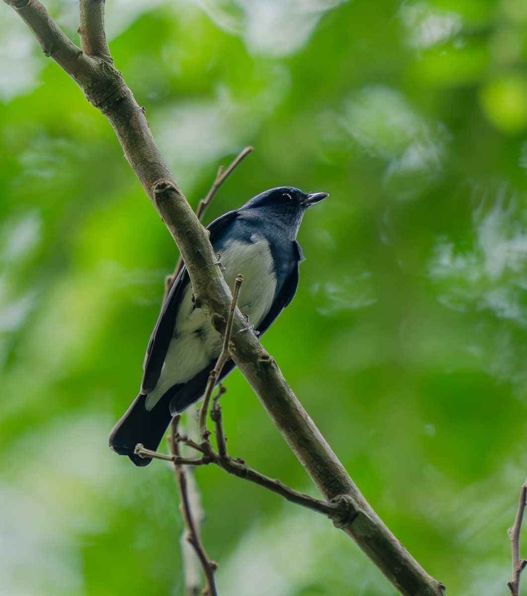 Zappey's Flycatcher - ML645388849