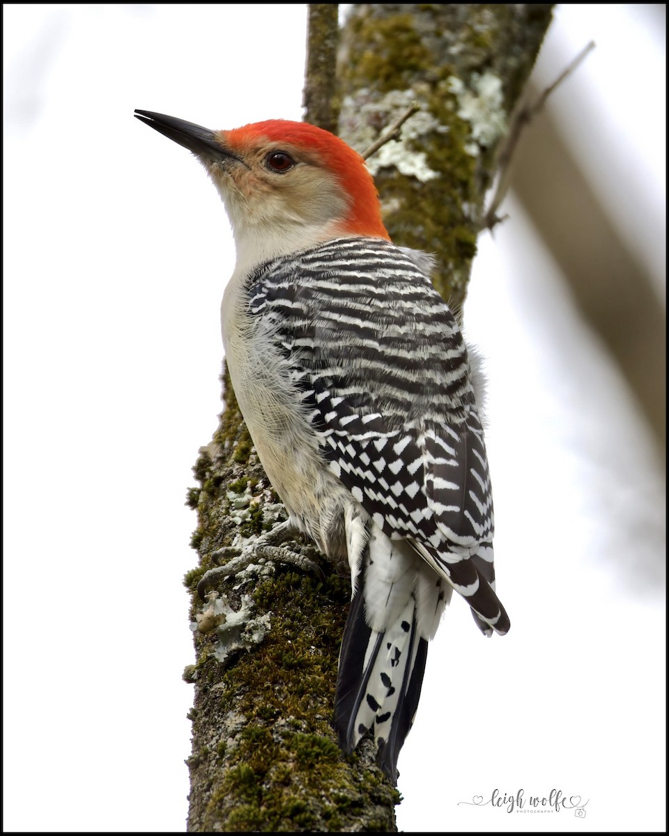 Red-bellied Woodpecker - ML645388850
