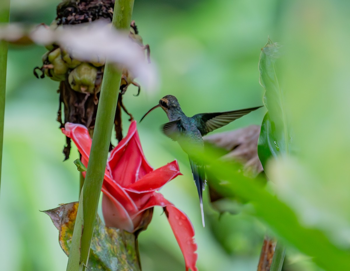 Green Hermit - ML645388852