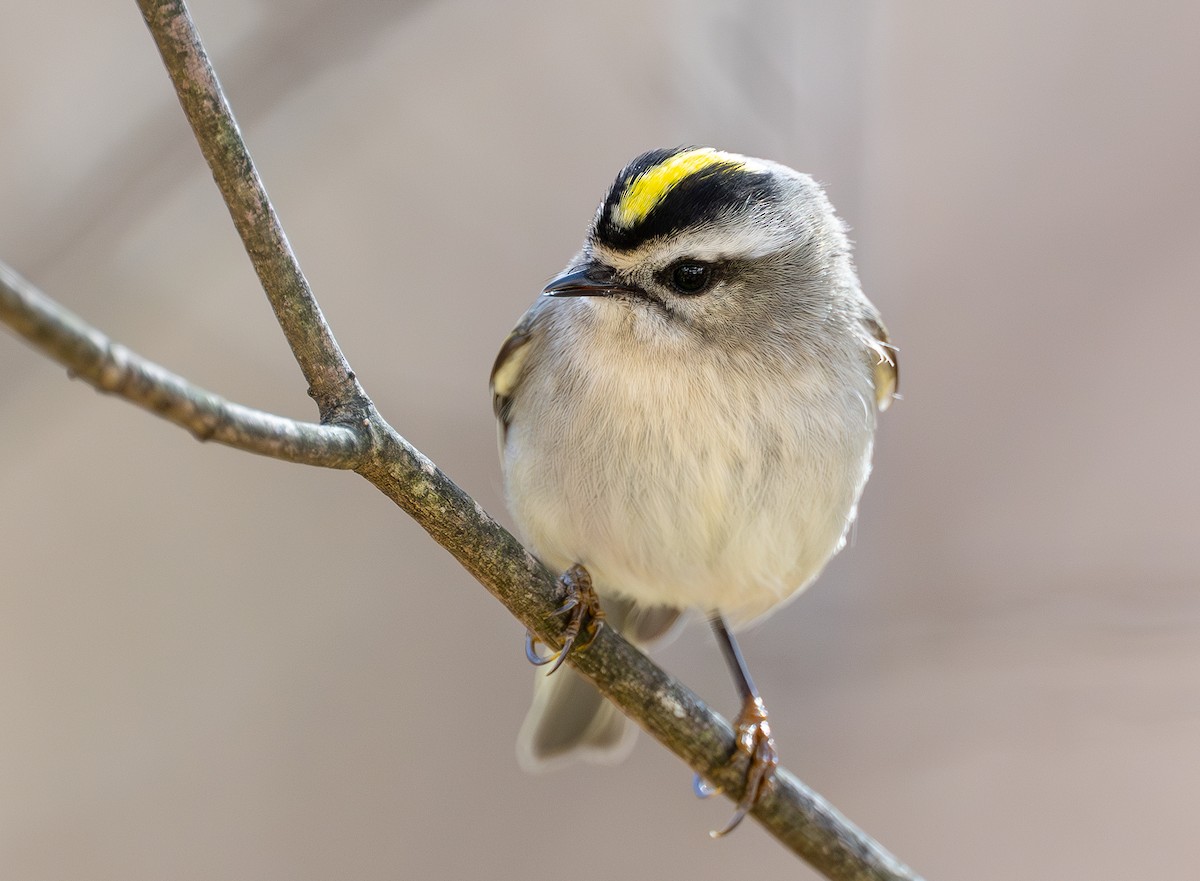 Golden-crowned Kinglet - ML645388854
