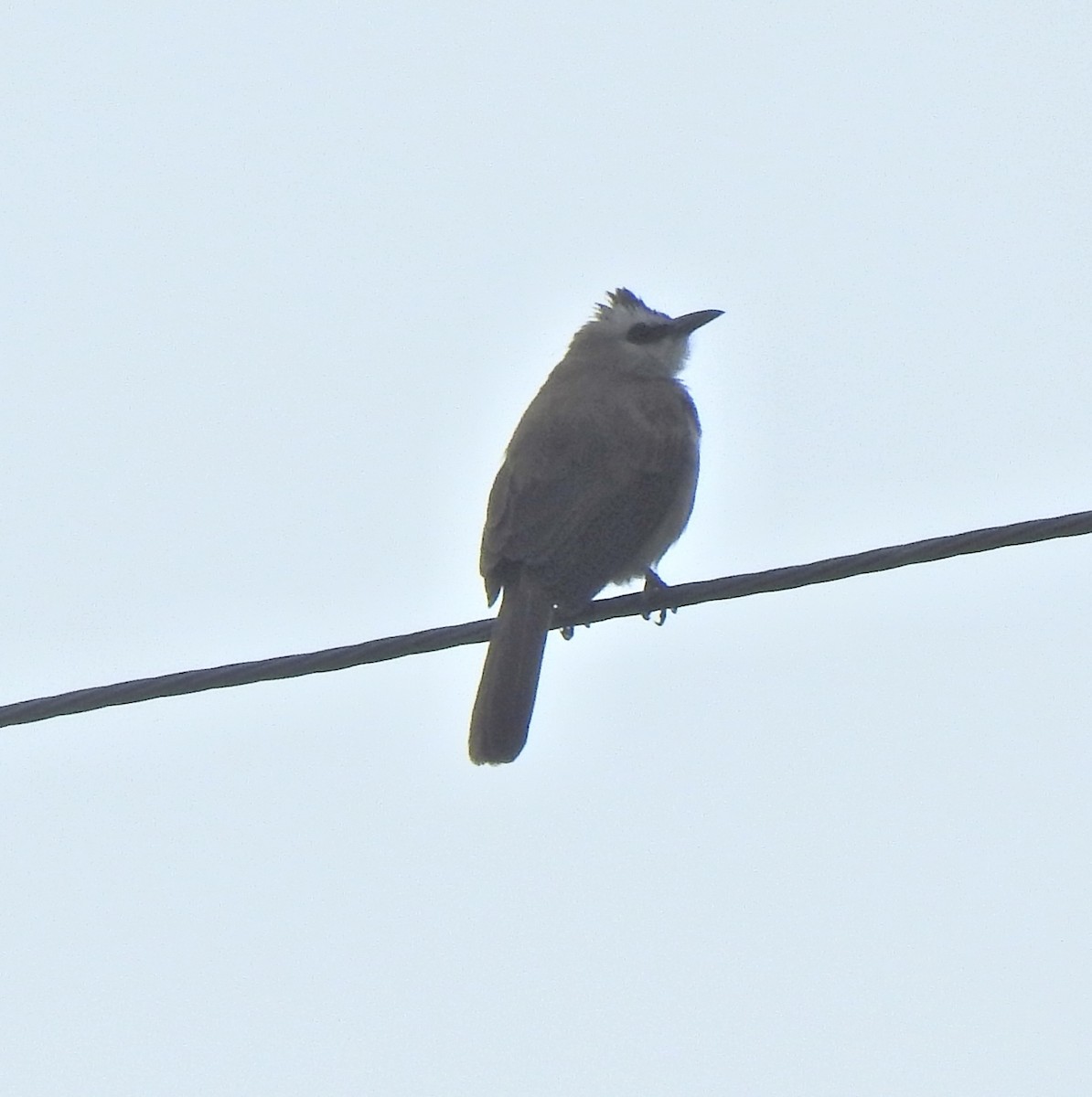 Yellow-vented Bulbul - ML645388855