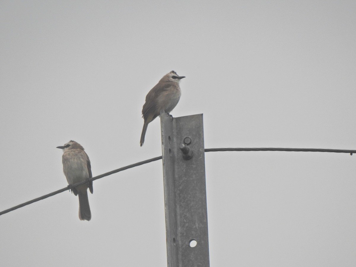 Yellow-vented Bulbul - ML645388858