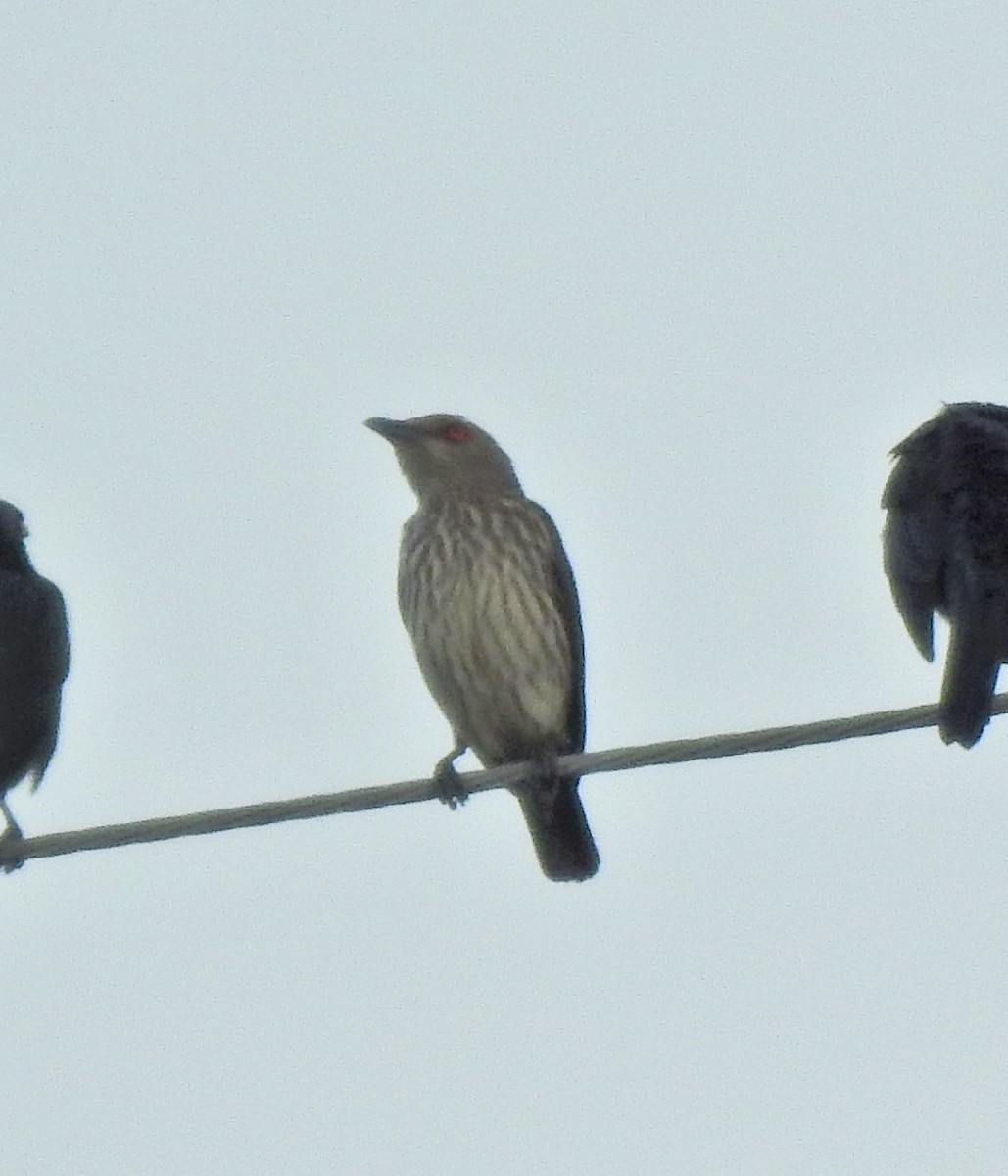 špaček rudooký - ML645388867