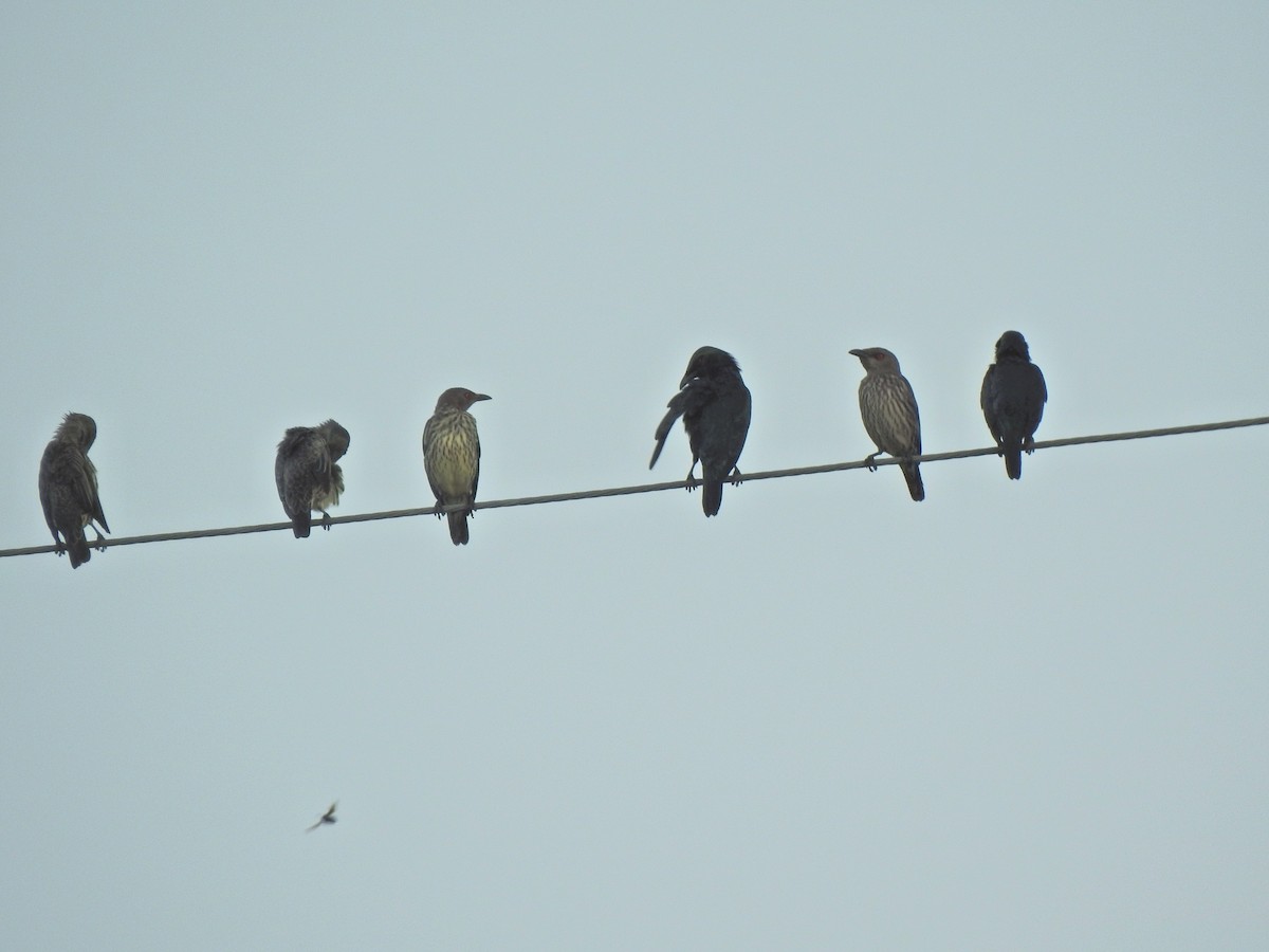 špaček rudooký - ML645388868