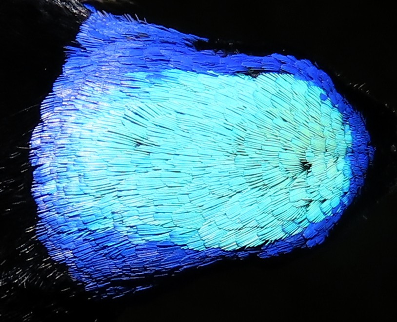 Red-legged Honeycreeper - ML645388880