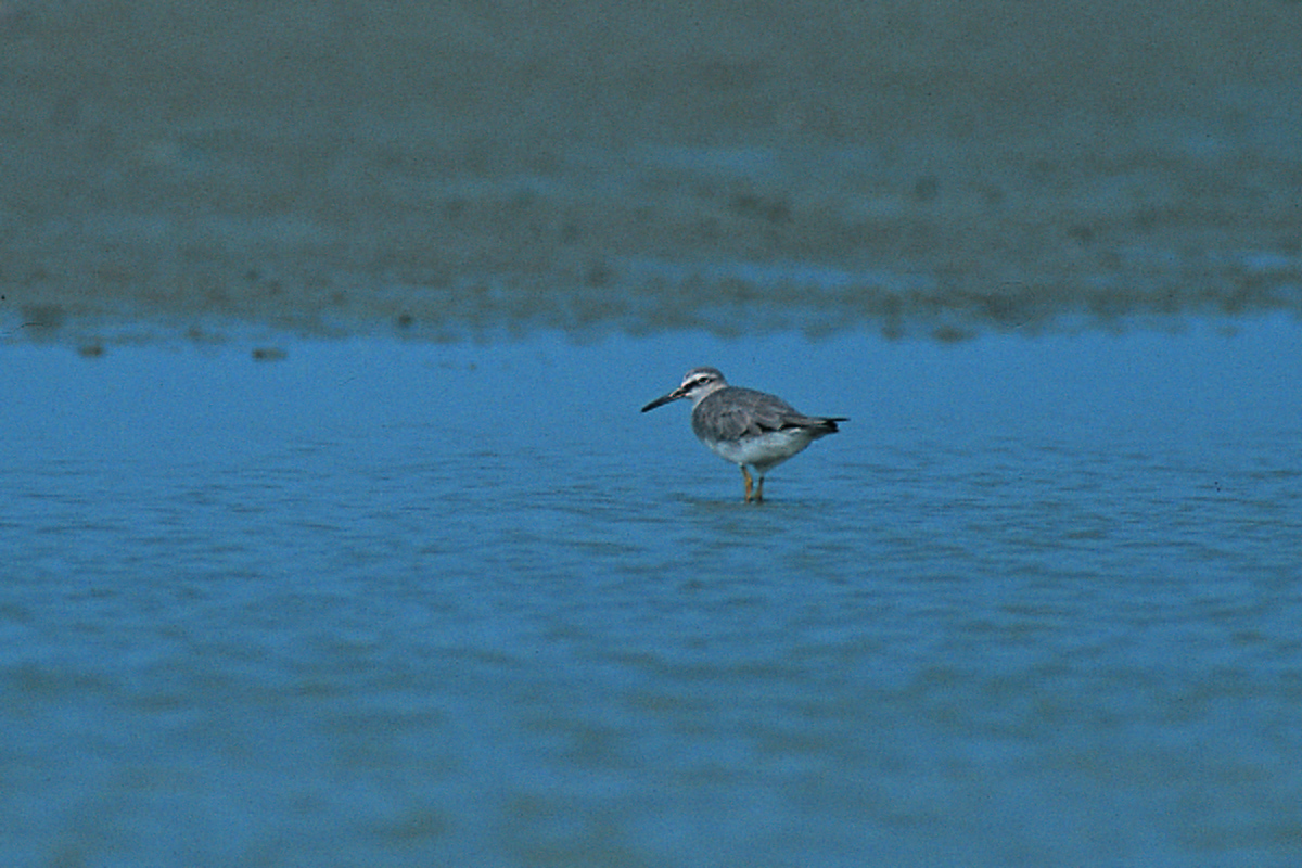 キアシシギ - ML645388885