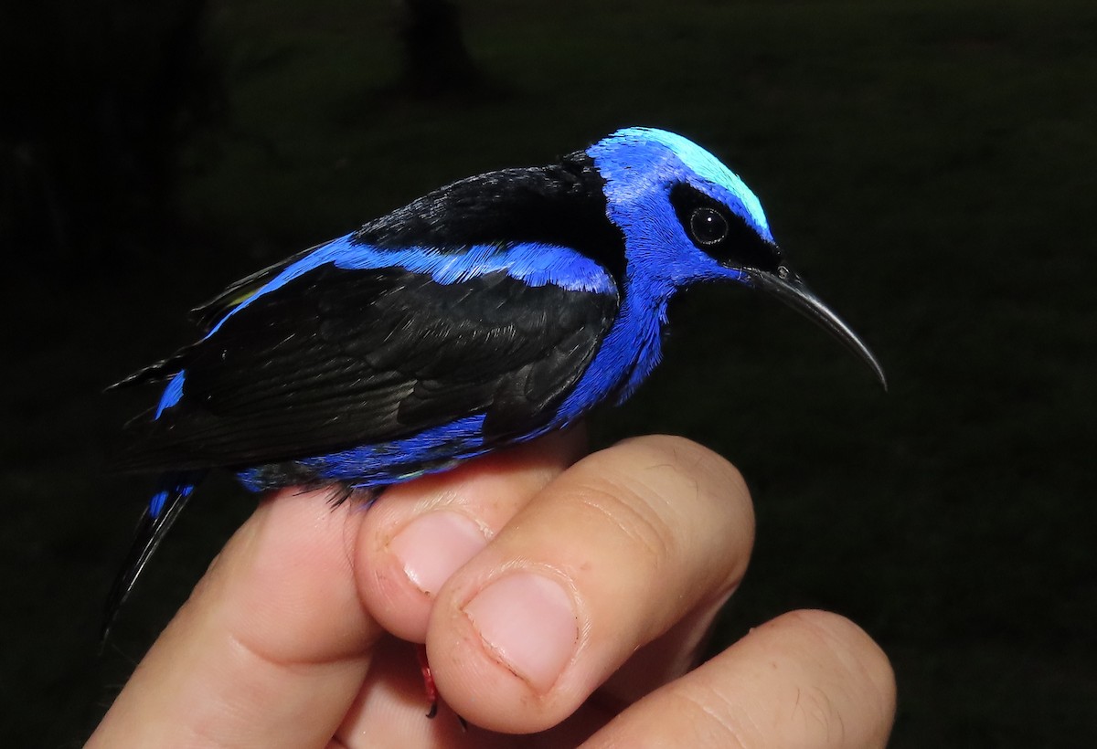 Red-legged Honeycreeper - ML645388894