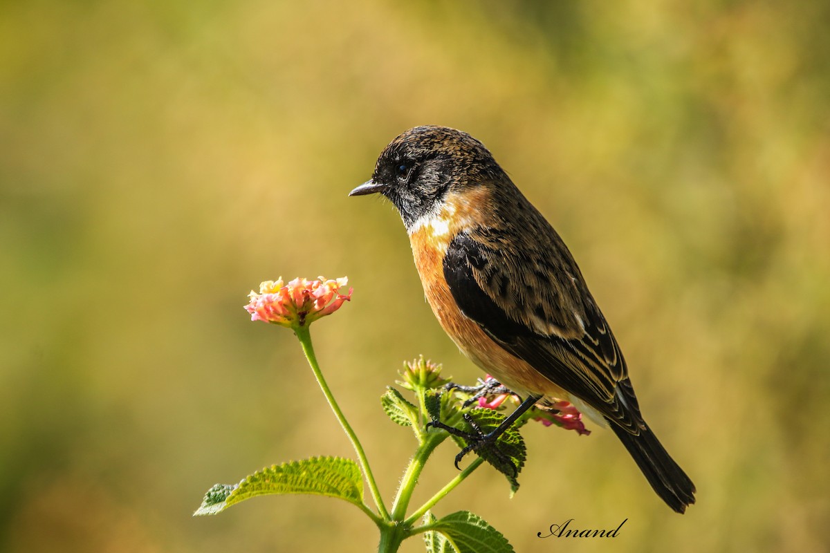 Siberian Stonechat - ML645388901