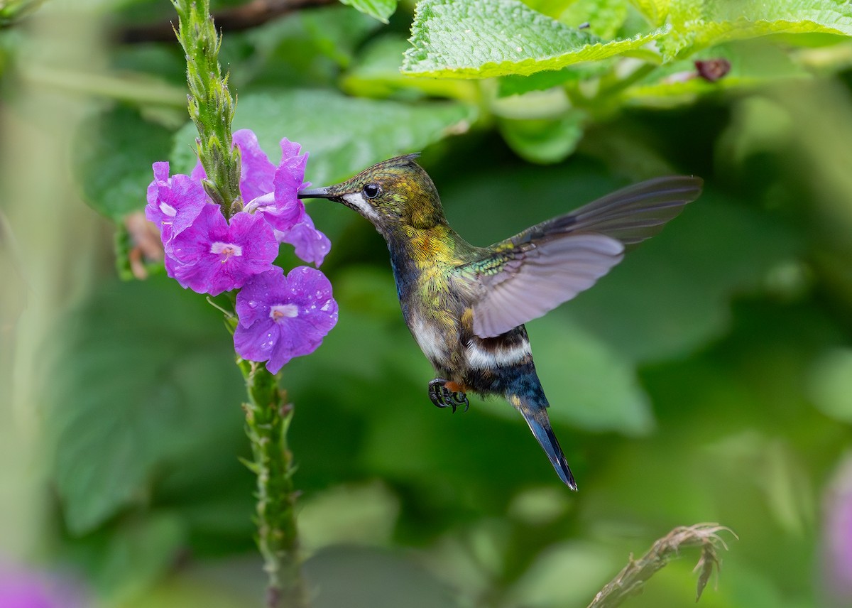 Wire-crested Thorntail - ML645388904