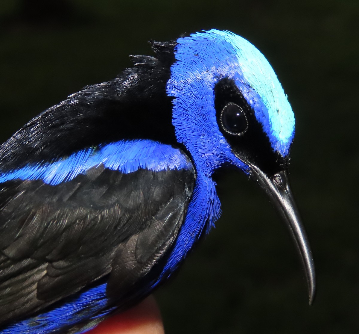 Red-legged Honeycreeper - ML645388905