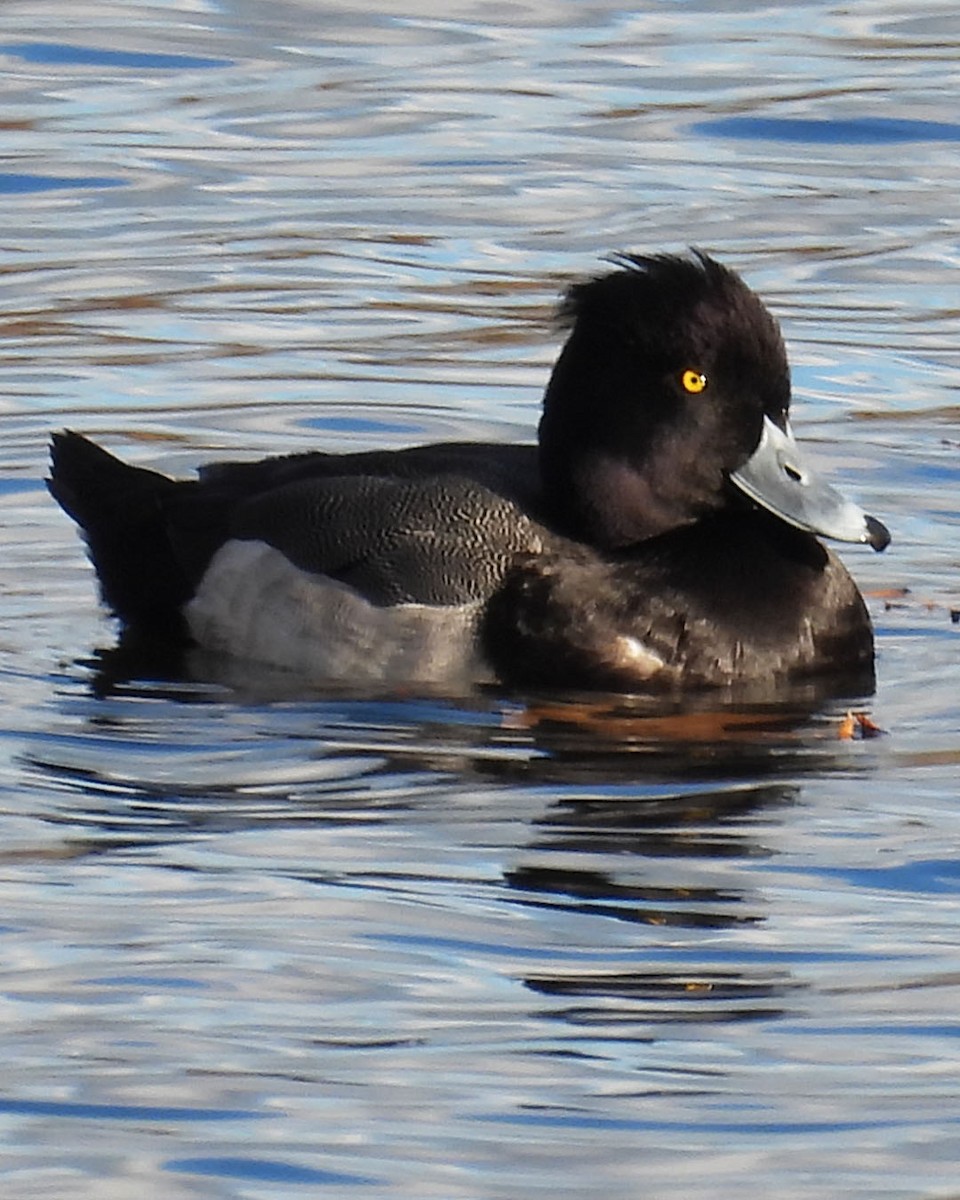 Tufted Duck x Lesser Scaup (hybrid) - ML645388909