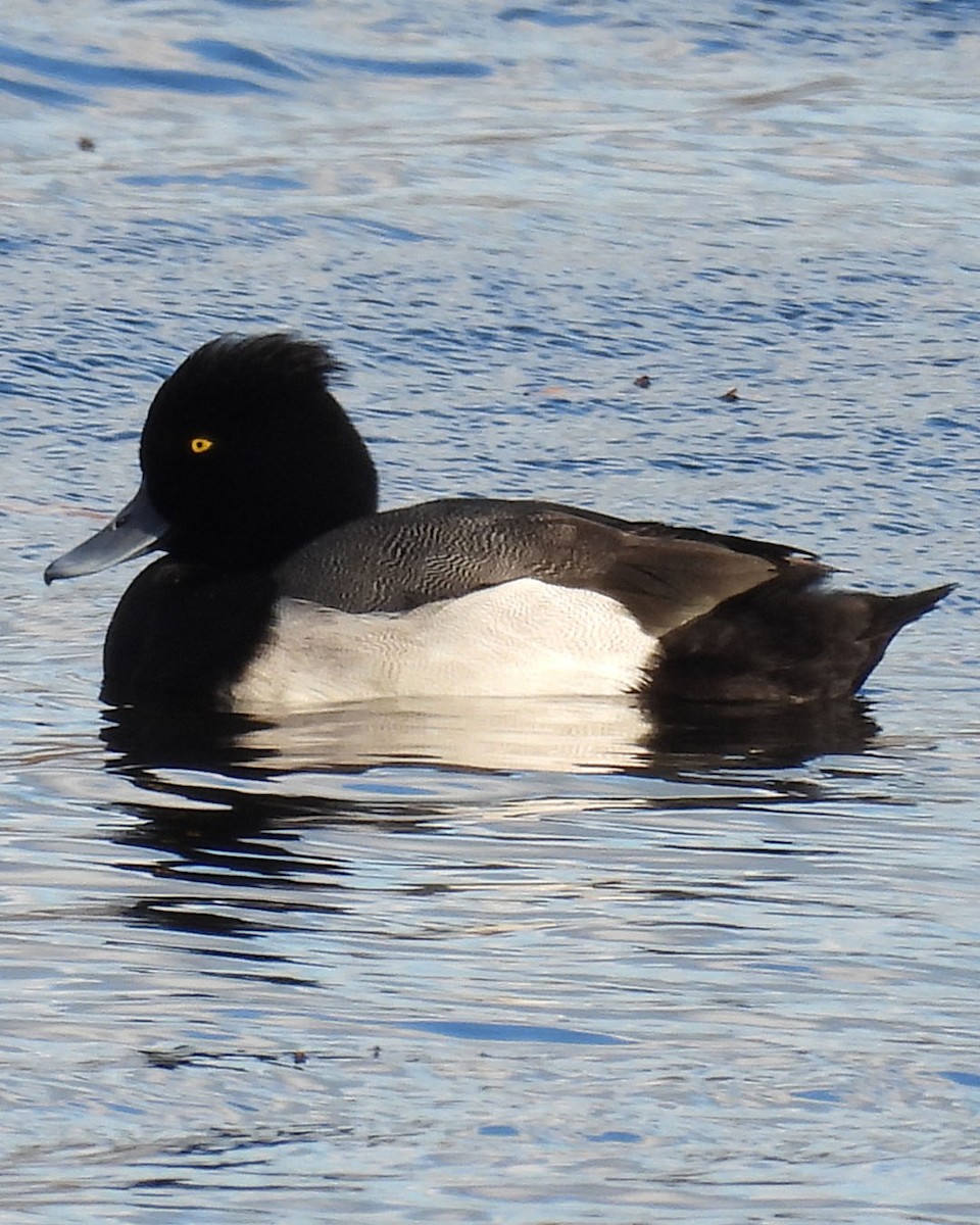 Tufted Duck x Lesser Scaup (hybrid) - ML645388910