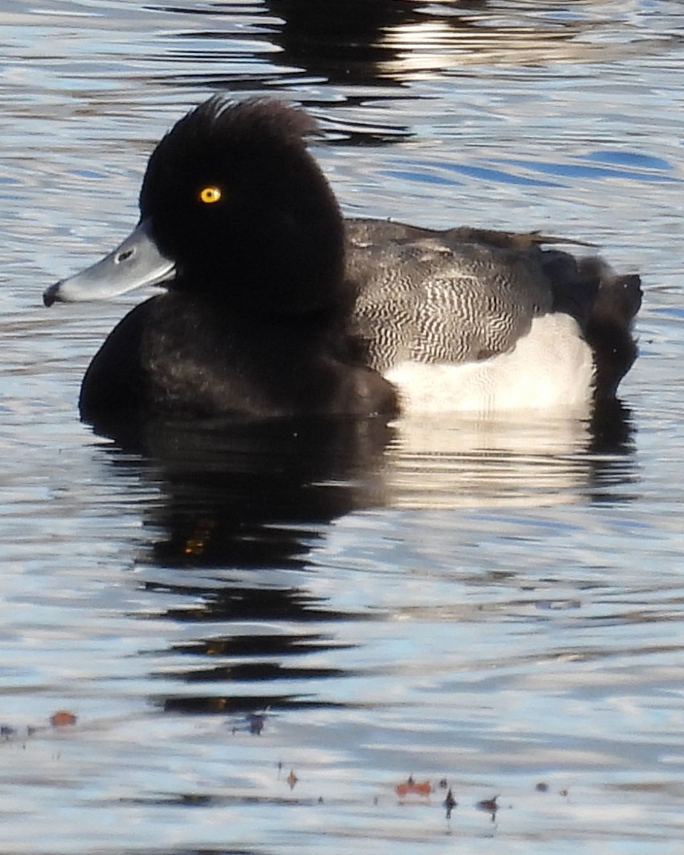 Tufted Duck x Lesser Scaup (hybrid) - ML645388911