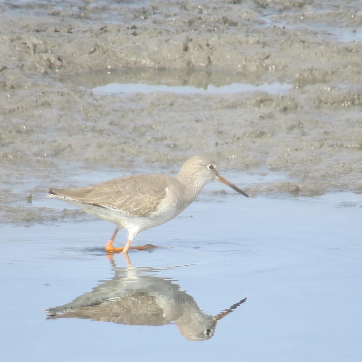 Common Redshank - ML645388912