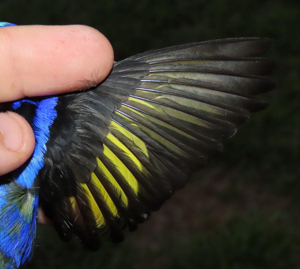 Red-legged Honeycreeper - ML645388916