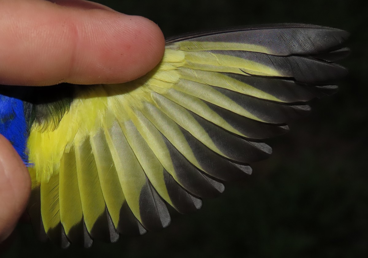 Red-legged Honeycreeper - ML645388921