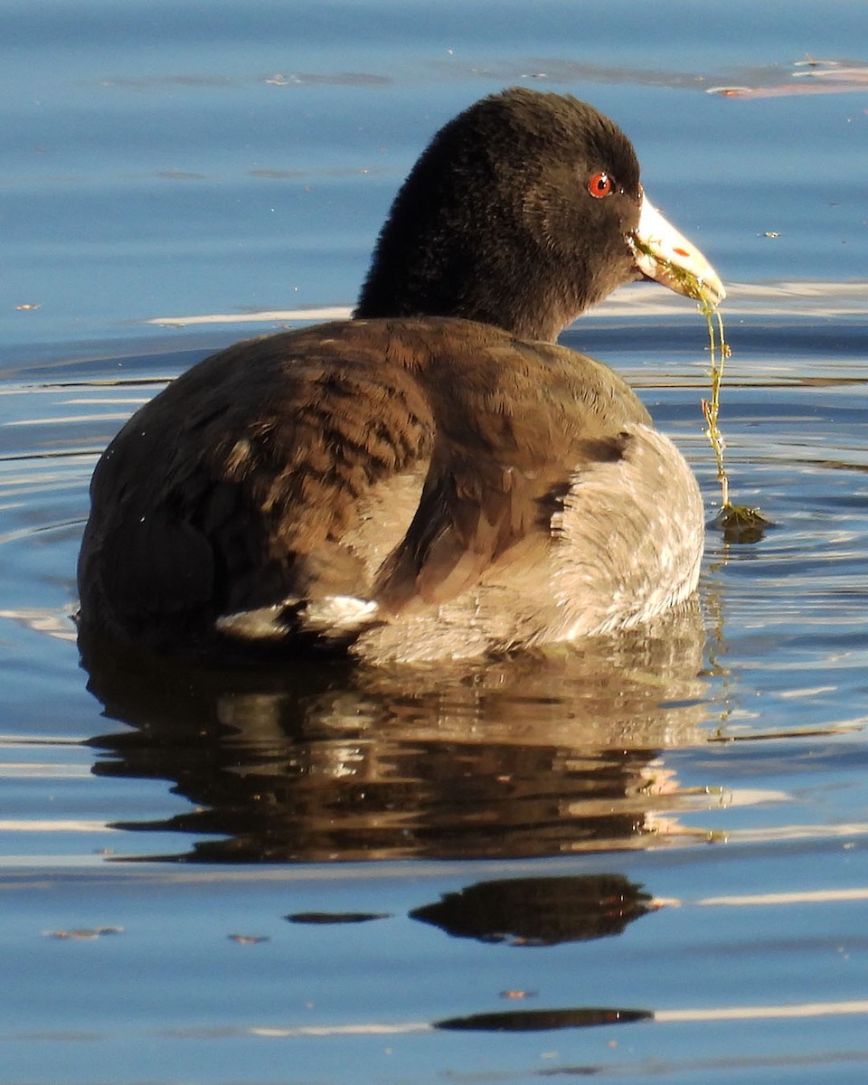American Coot - ML645388923