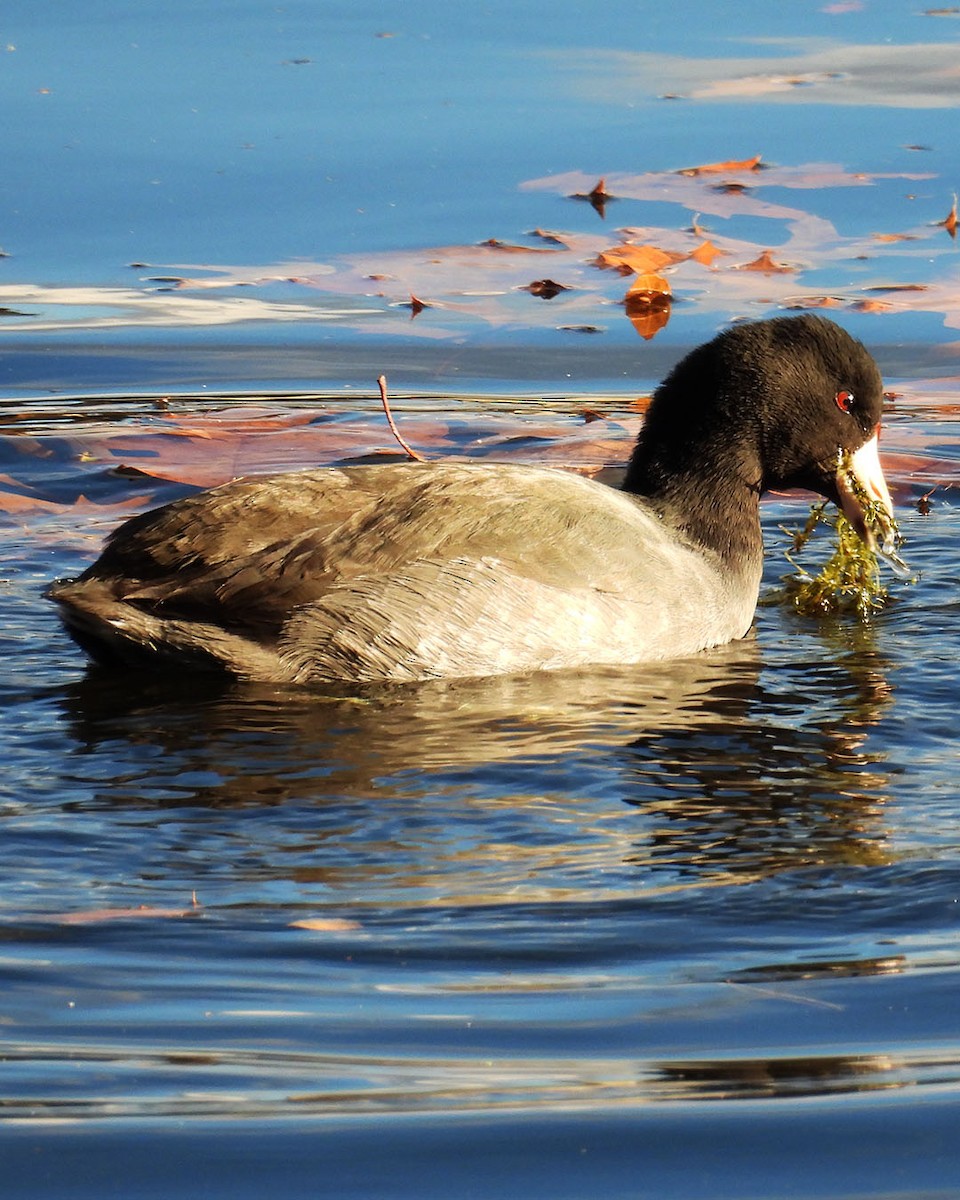 American Coot - ML645388924