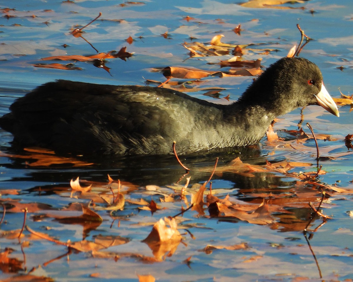 American Coot - ML645388925