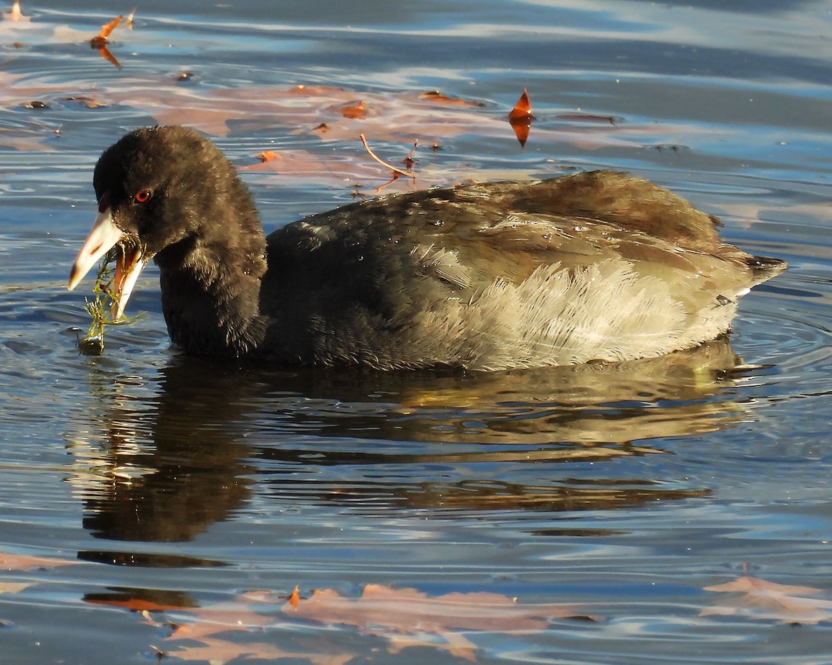 American Coot - ML645388926
