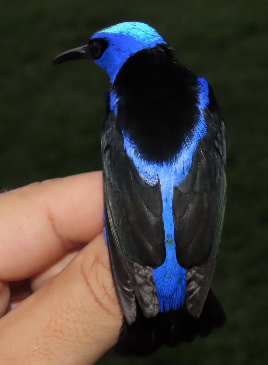 Red-legged Honeycreeper - ML645388929