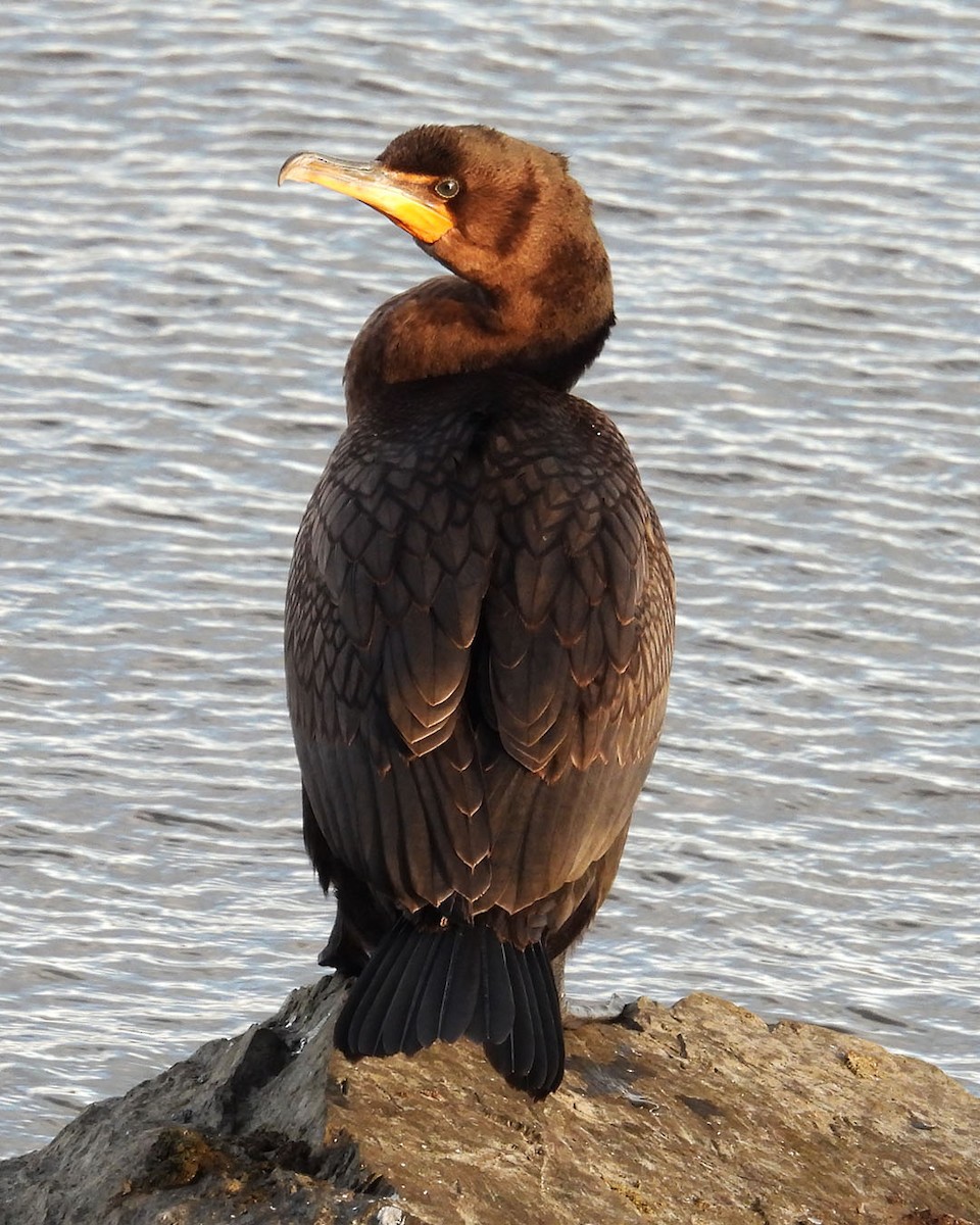Double-crested Cormorant - ML645388930