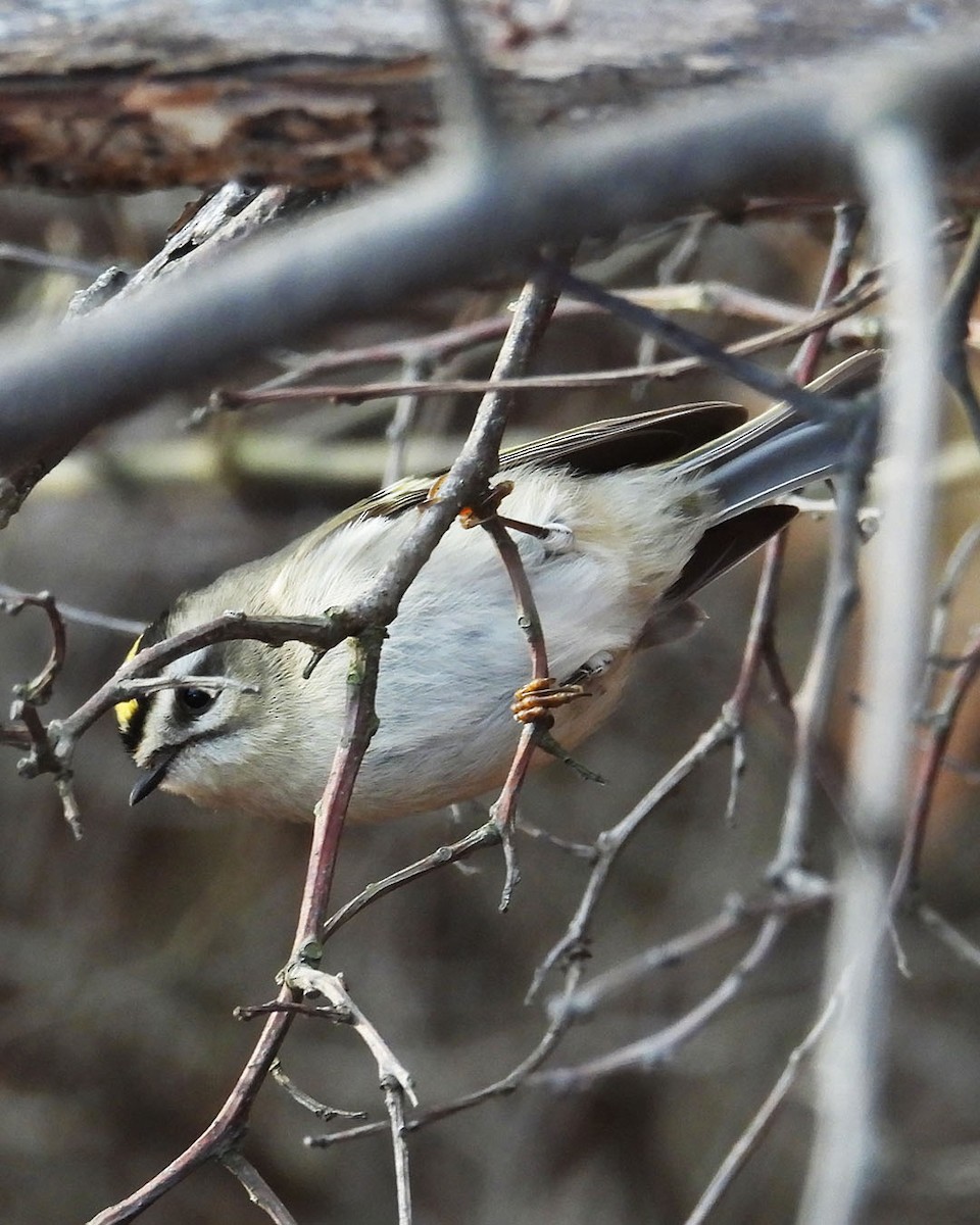 Golden-crowned Kinglet - ML645388937