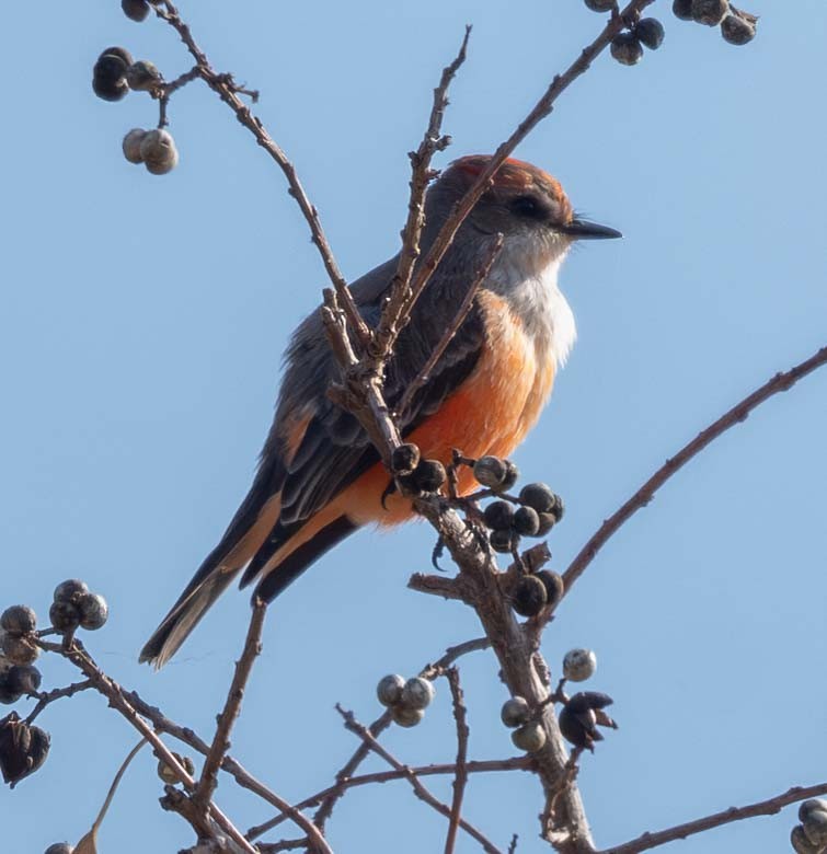 Vermilion Flycatcher - ML645388945