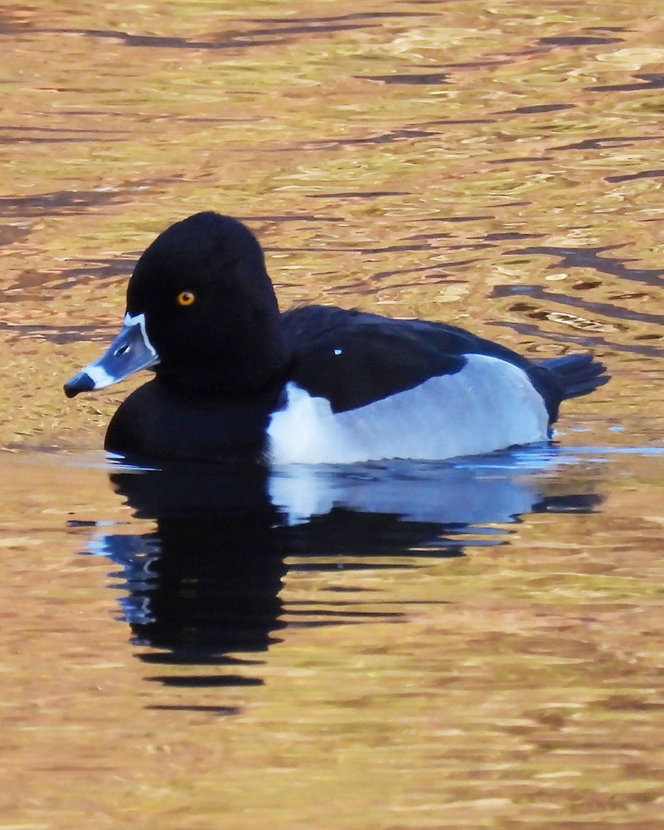 Ring-necked Duck - ML645388950